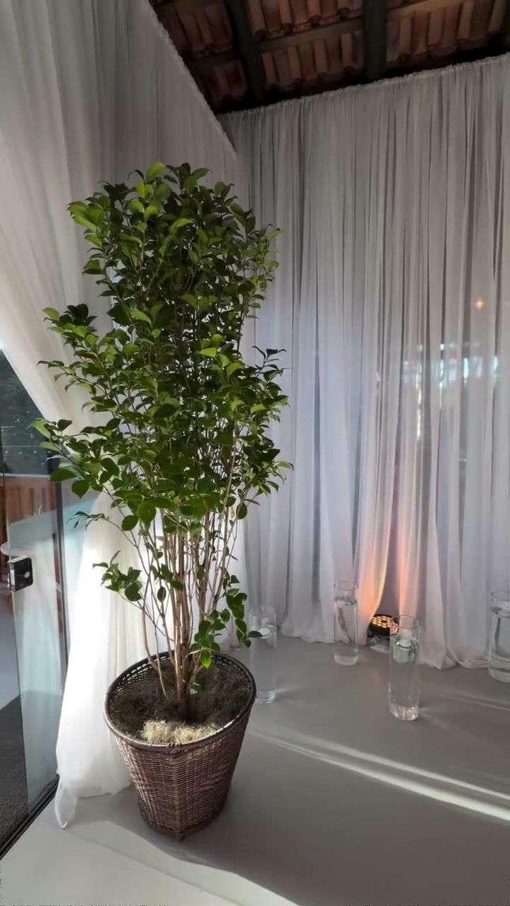 Cortinas e planta no salão